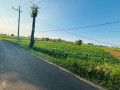 dijual-tanah-sawah-aktif-nol-jalan-bancar-tuban-small-1