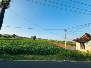 Dijual Tanah Sawah Aktif Nol Jalan Bancar Tuban
