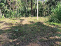 dijual-tanah-kebun-durian-produksi-small-2