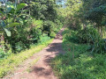 dijual-tanah-kebun-durian-produksi-small-3
