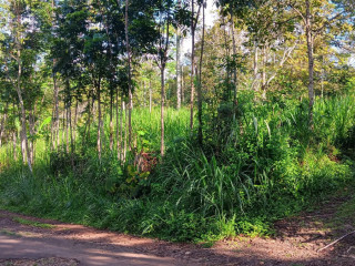 Dijual Tanah Kebun Durian Produksi