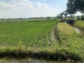 dijual-sawah-pertanian-produktif-small-1