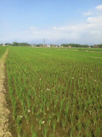 dijual-sawah-pertanian-produktif-big-0