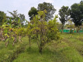 dijual-tanah-strategis-di-bojonegoro-small-2