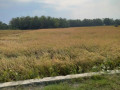 dijual-tanah-pertanian-produktif-small-0