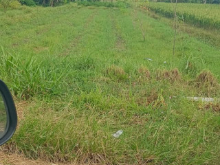 Lahan Sawah 2.500 m² Disewakan Mlati, Sleman, Yogyakarta