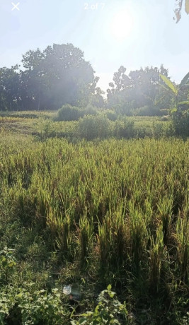 dijual-tanah-lahan-pekarangan-sawah-tambakrejo-bojonegoro-big-2